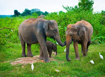 Easter in Sri Lanka - 22 March