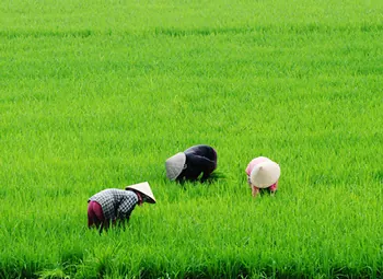 Essential Vietnam