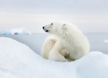 Voyage au Pôle Nord