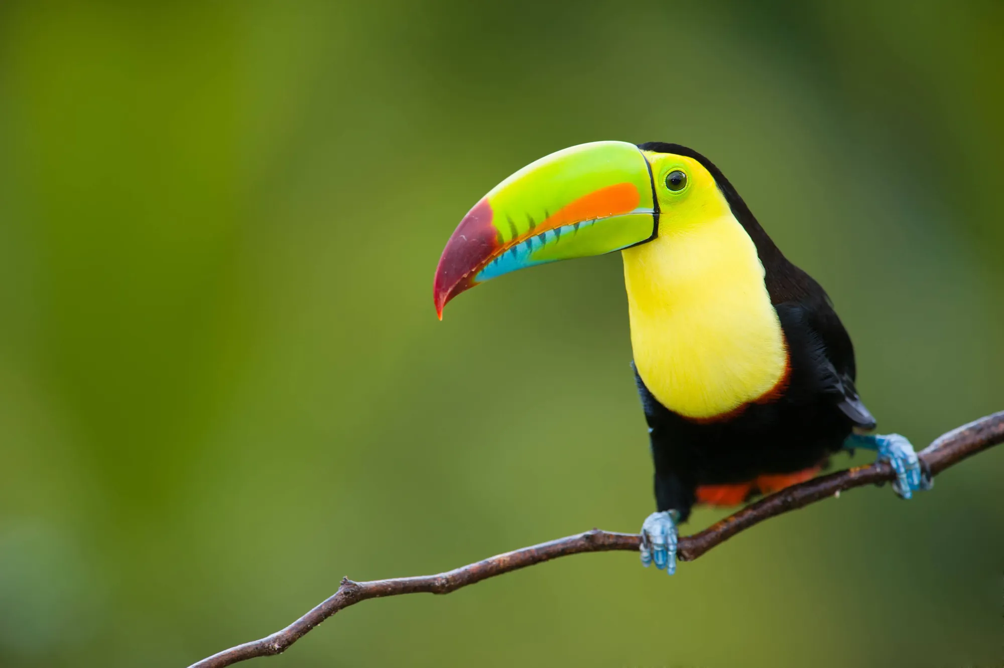 A keel-billed toucan perched in the Costa Rican rainforest